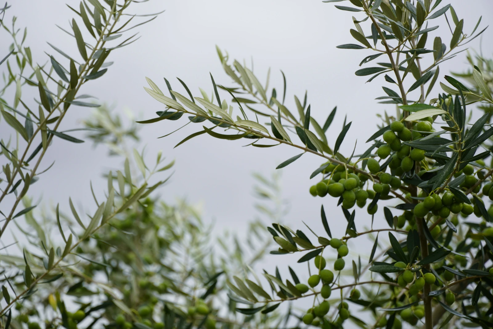 Green olives growing on leafy branches against a pale sky